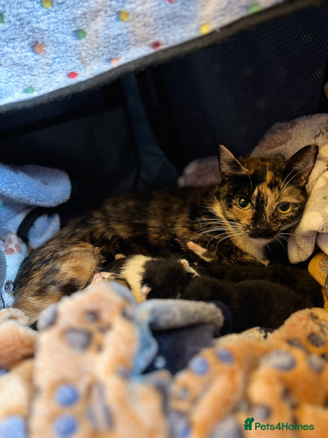 Mixed Breed cats for adoption: Rescue kittens looking for perfect homes - Advert 3