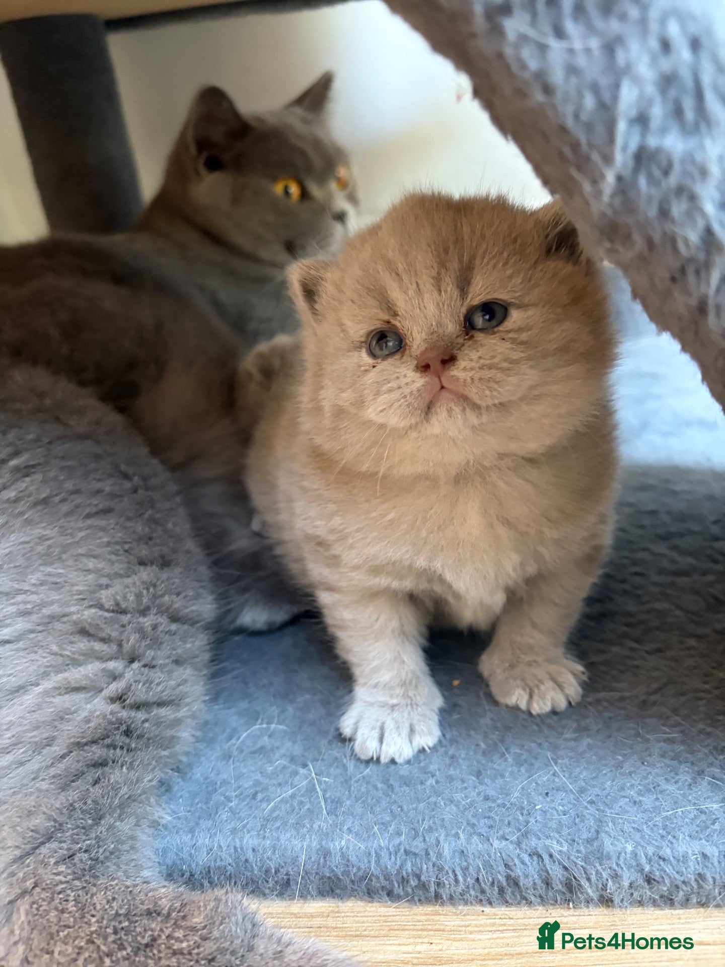 British Shorthair cats for sale: Fawn Pure Pedigree GCCF British Short Hair - Advert 1