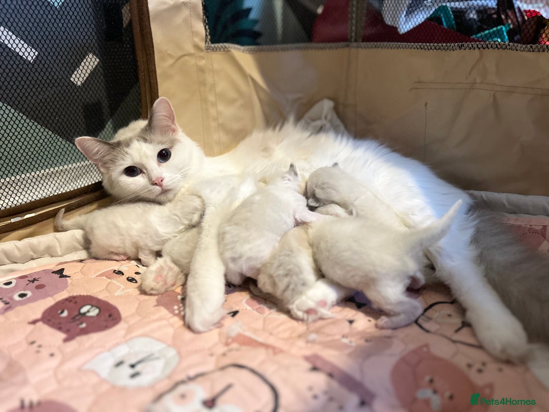 Ragdoll cats for sale: Ragdoll kittens - Image 3