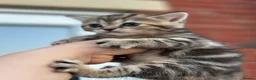 British Shorthair cats for sale: British Shorthair Kittens  - Advert 11