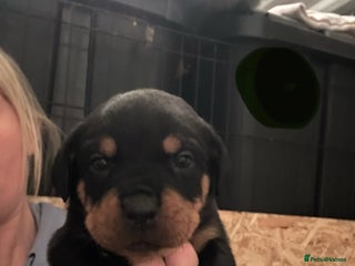 Rottweiler dogs Kc reg. Rottweiler pups. Ready 17 Jan - Advert 6