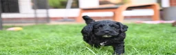 Cockapoo dogs for sale: 🌟 Vet-Checked F2 Cockapoo Girls – Ready 24 July🐾 - Advert 22