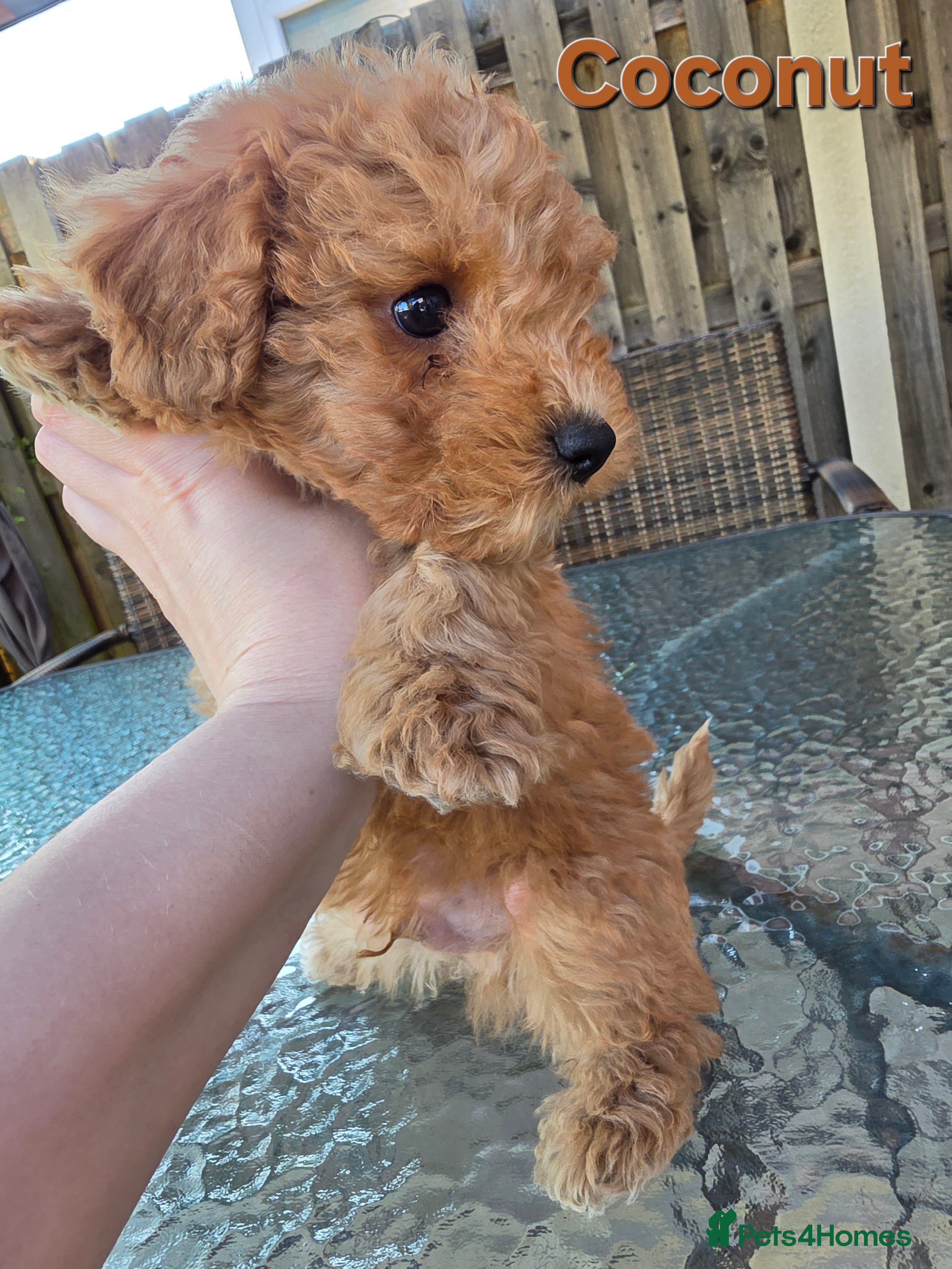 Poochon dogs for sale: Boys 850 , Girls 1050  - Advert 9