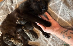 British Shorthair cats for sale: One male left - Image 6