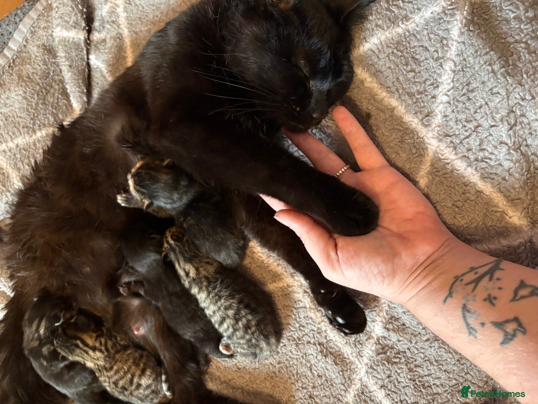 British Shorthair cats for sale: One male left - Image 6
