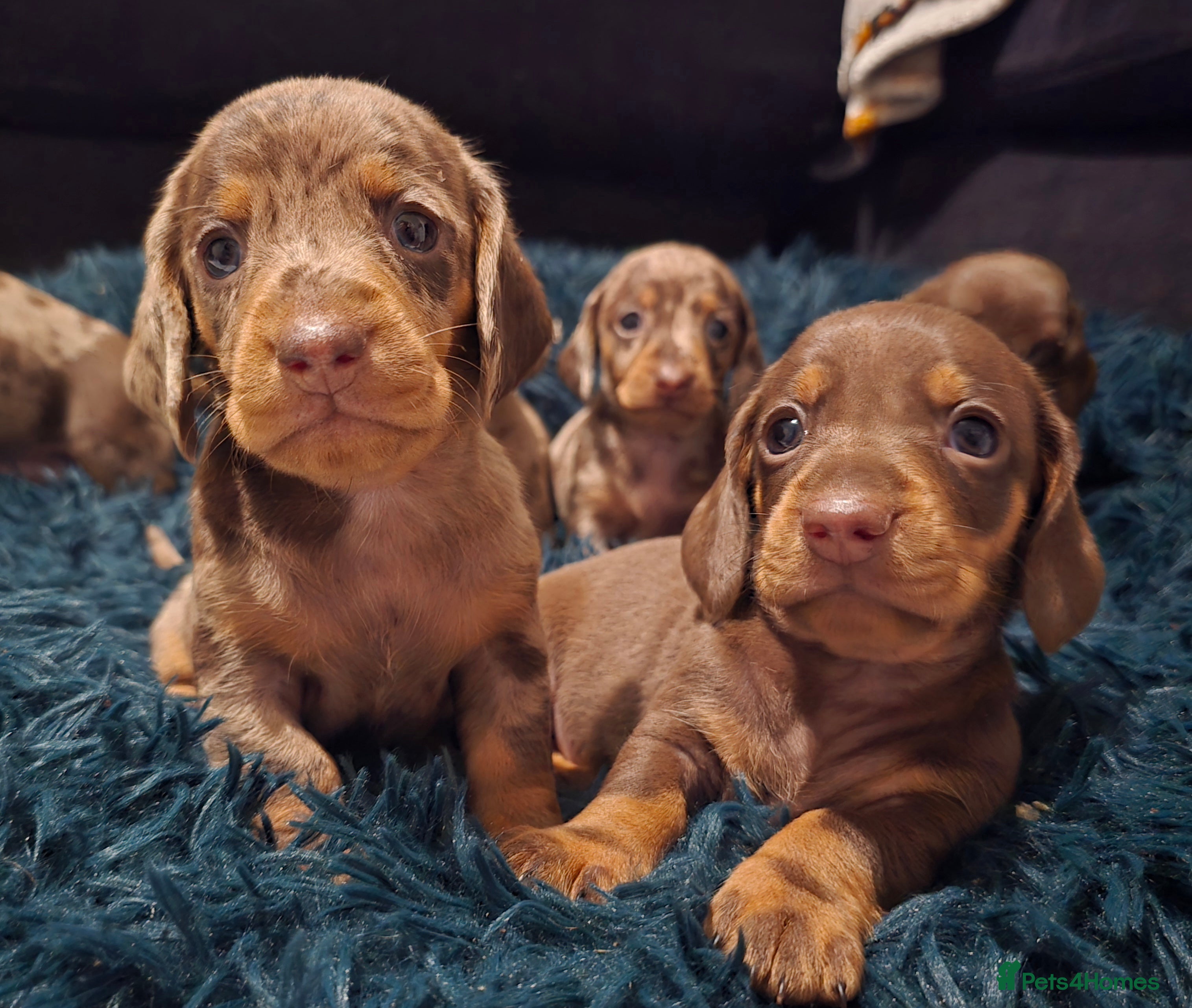 Dachshund dogs Beautiful  Dachshund Puppies  - Advert 1