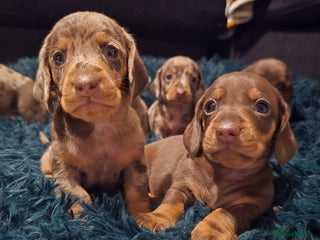 Dachshund dogs Beautiful Dachshund Puppies - Advert 1