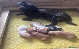 Cavalier King Charles Spaniel dogs for sale: Pugalier Pups ready for their new home!  - Image 1