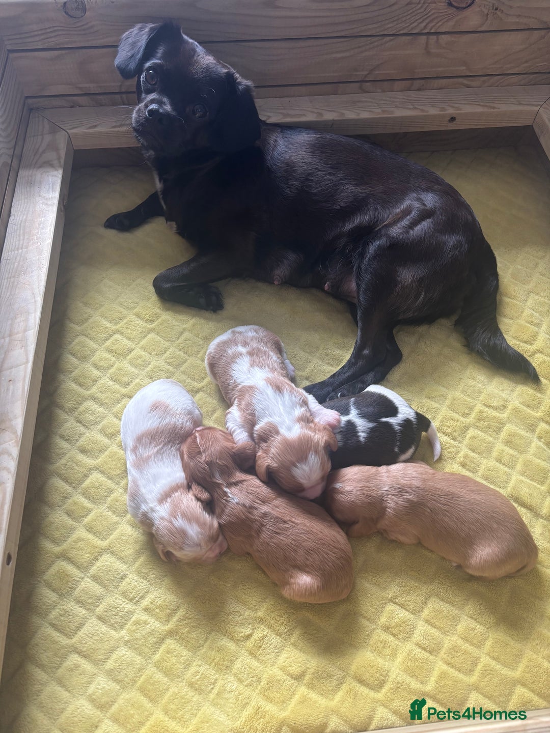 Cavalier King Charles Spaniel dogs for sale: Pugalier Pups ready for their new home!  - Image 1