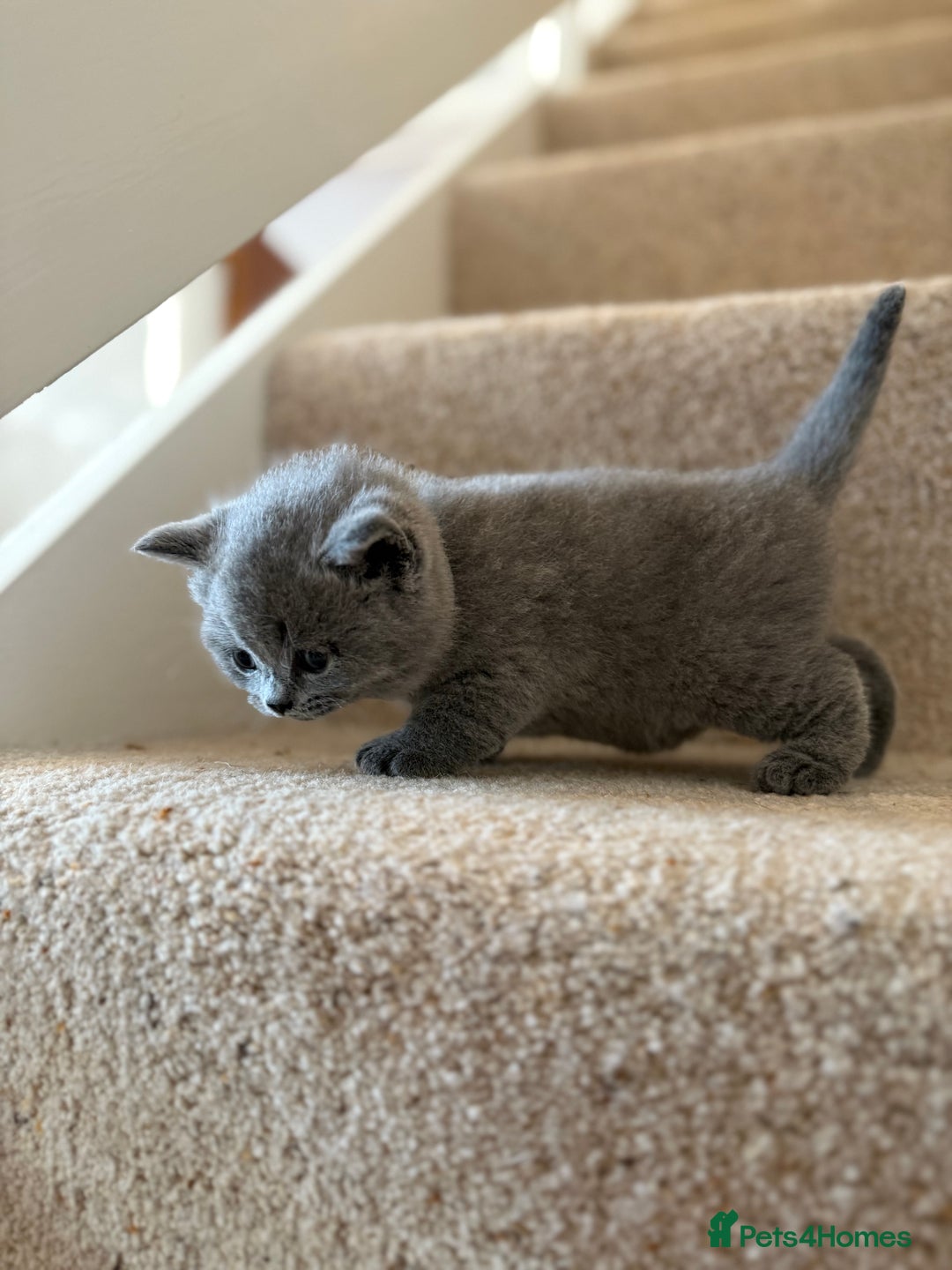 British Shorthair cats for sale: GCCF Bi-colour Blue and white BSH - Image 22