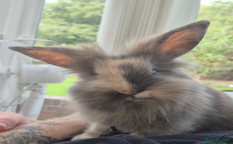 Lionhead rabbits - Advert 10