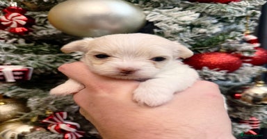 Malshi dogs OUTSTANDING TINY MALCHI GIRLS 🥰 - Advert 9