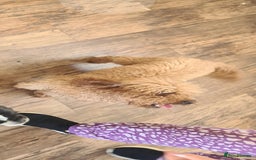 Shihpoo dogs for sale: Beautiful shihpoo puppies  - Image 9