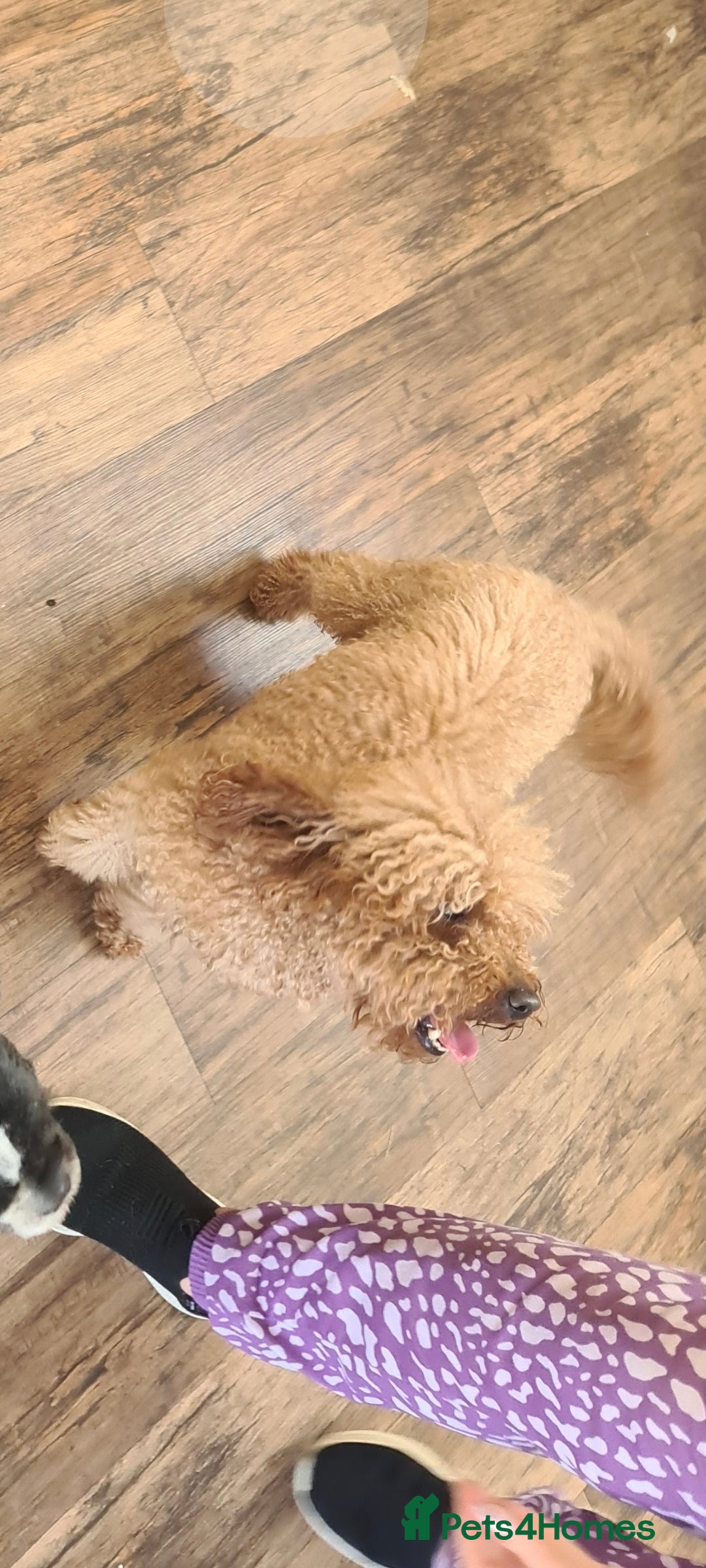 Shihpoo dogs for sale: Beautiful shihpoo puppies  - Image 9