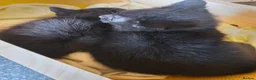 Russian Blue cats for sale: Russian blue x bengal black charcoal male female  - Advert 6