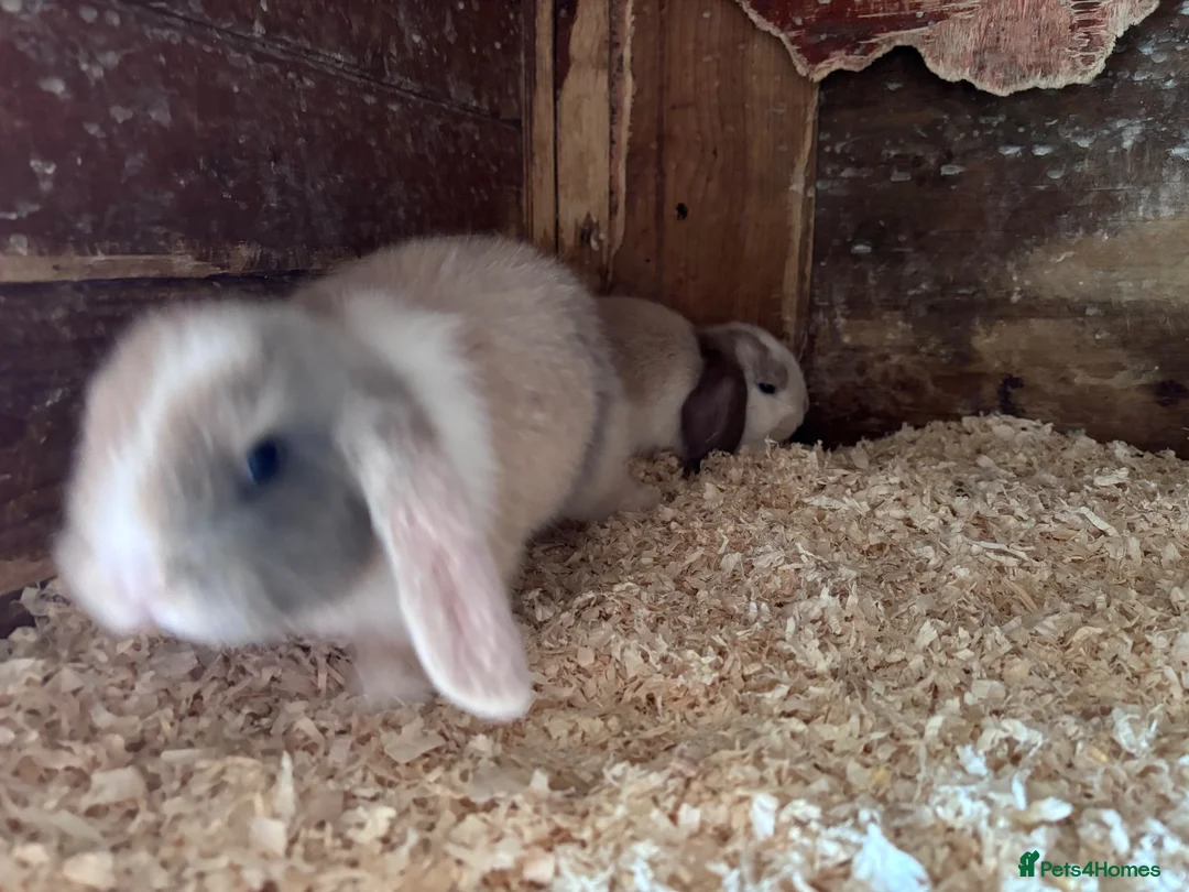 Mini Lop rabbits for sale: 4 beautiful bunnies for sale  - Advert 20