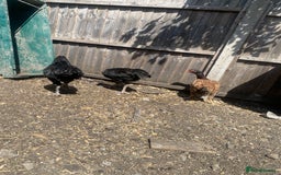 Chickens poultry for sale: Aseel cross cockerel, aseel hens & shamo hen in London - Image 15