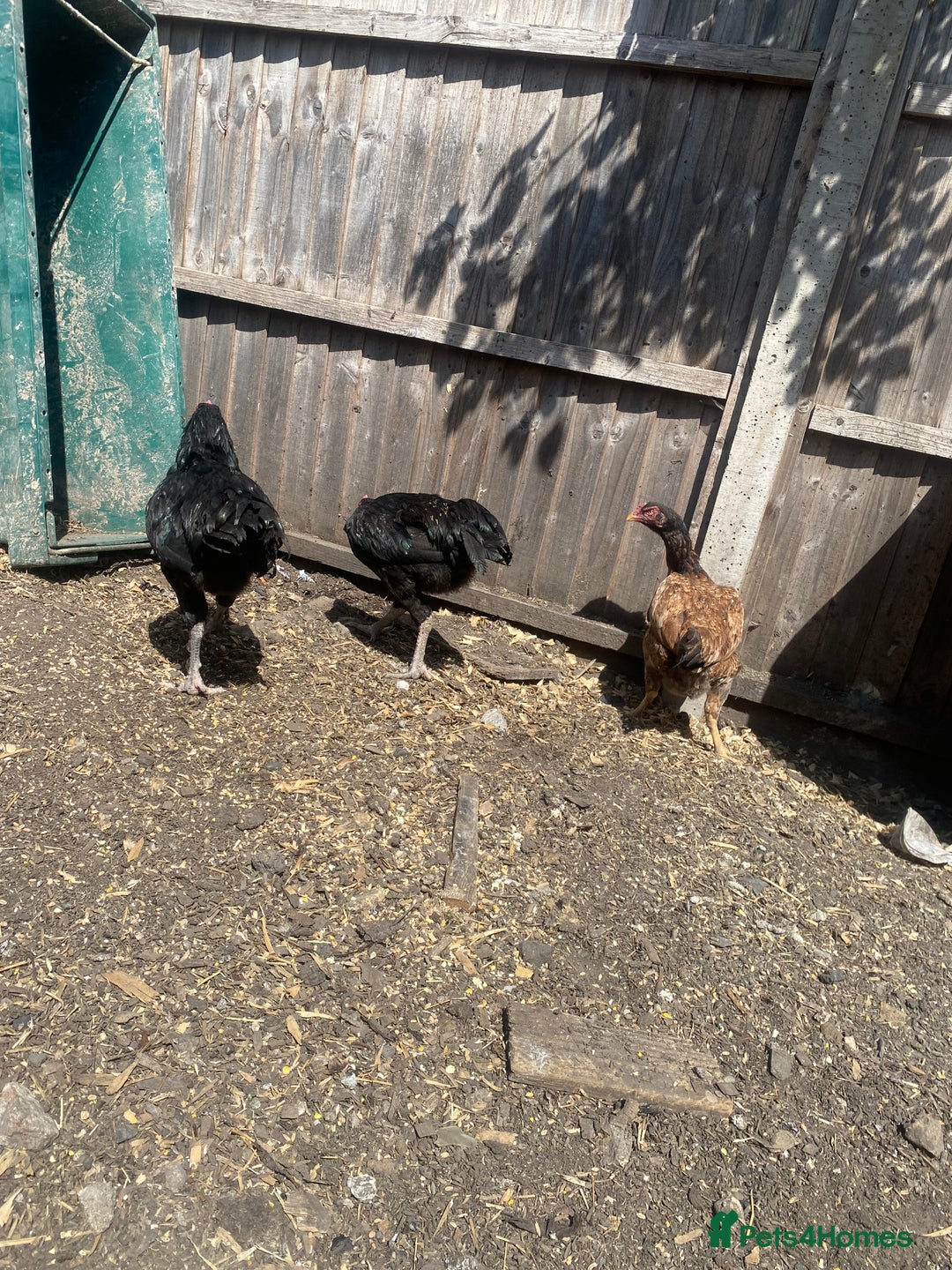 Chickens poultry for sale: Aseel cross cockerel, aseel hens & shamo hen in London - Image 15