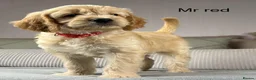 Goldendoodle dogs for sale: BEAUTIFUL HEALTHY CHUNKY PUPPIES  - Advert 5