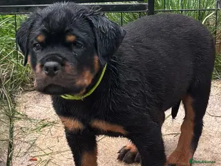 Rottweiler dogs ⭐️ Outstanding Rottweiler Puppies ⭐️ - Advert 2