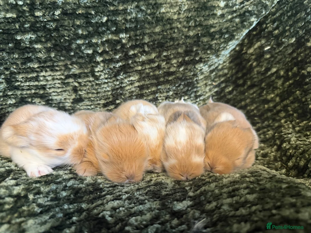 Mini Lop rabbits for sale: Mini Lion Lop Bunnies - Advert 1