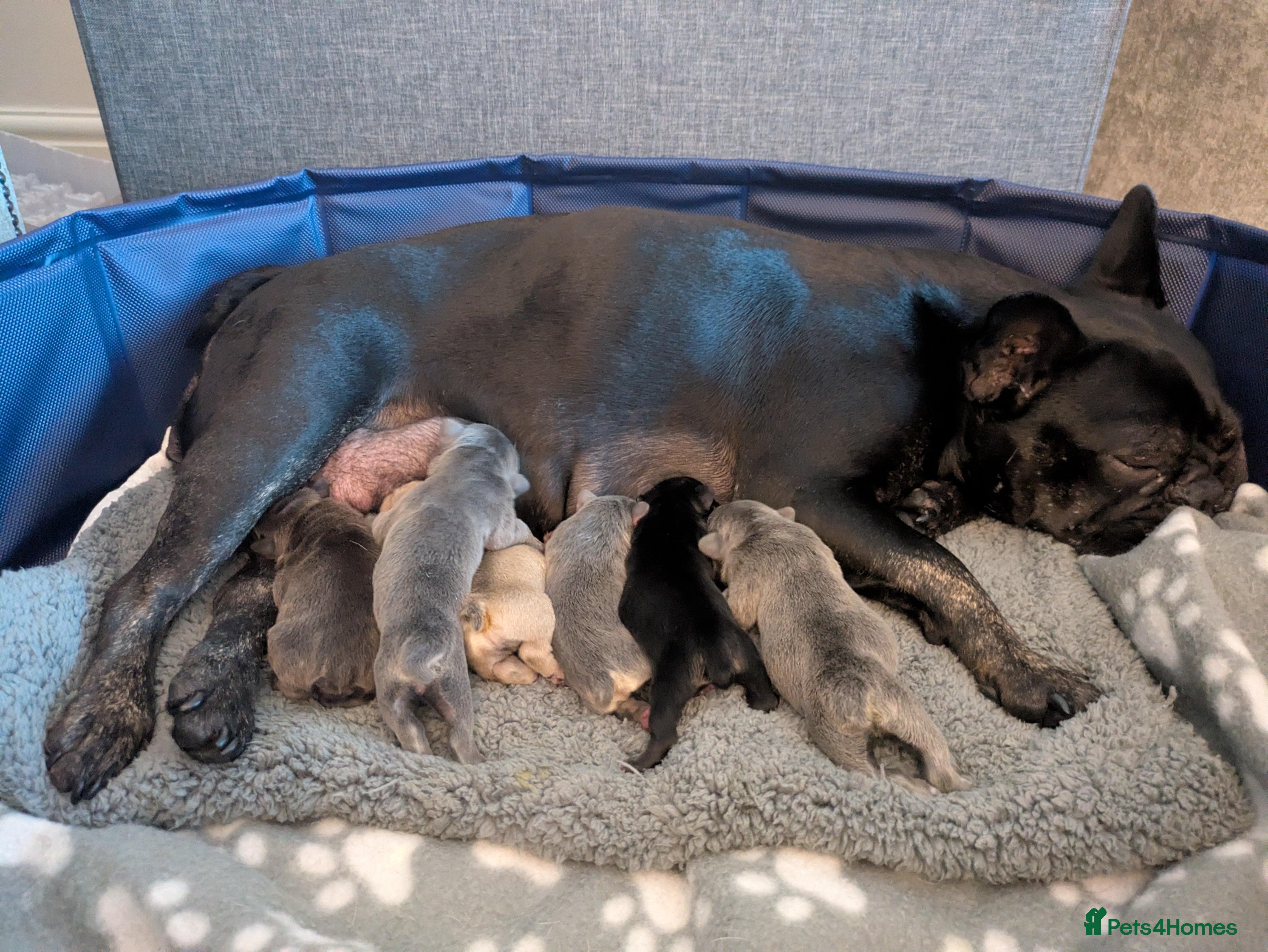 French Bulldog dogs French bulldog puppies - Advert 6