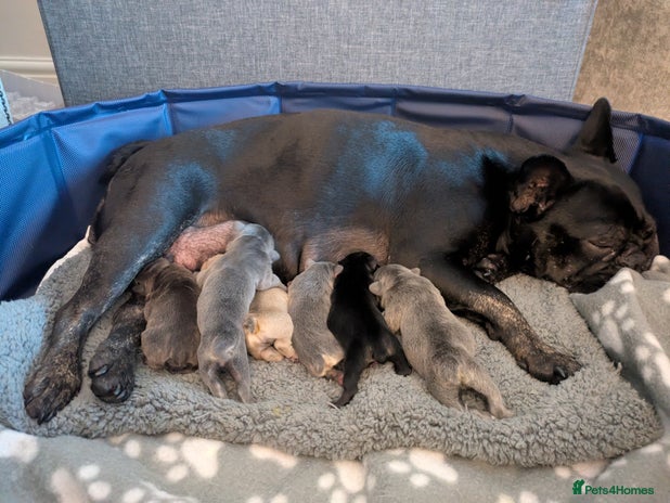 French Bulldog dogs Beautiful french bulldog puppies - Advert 1