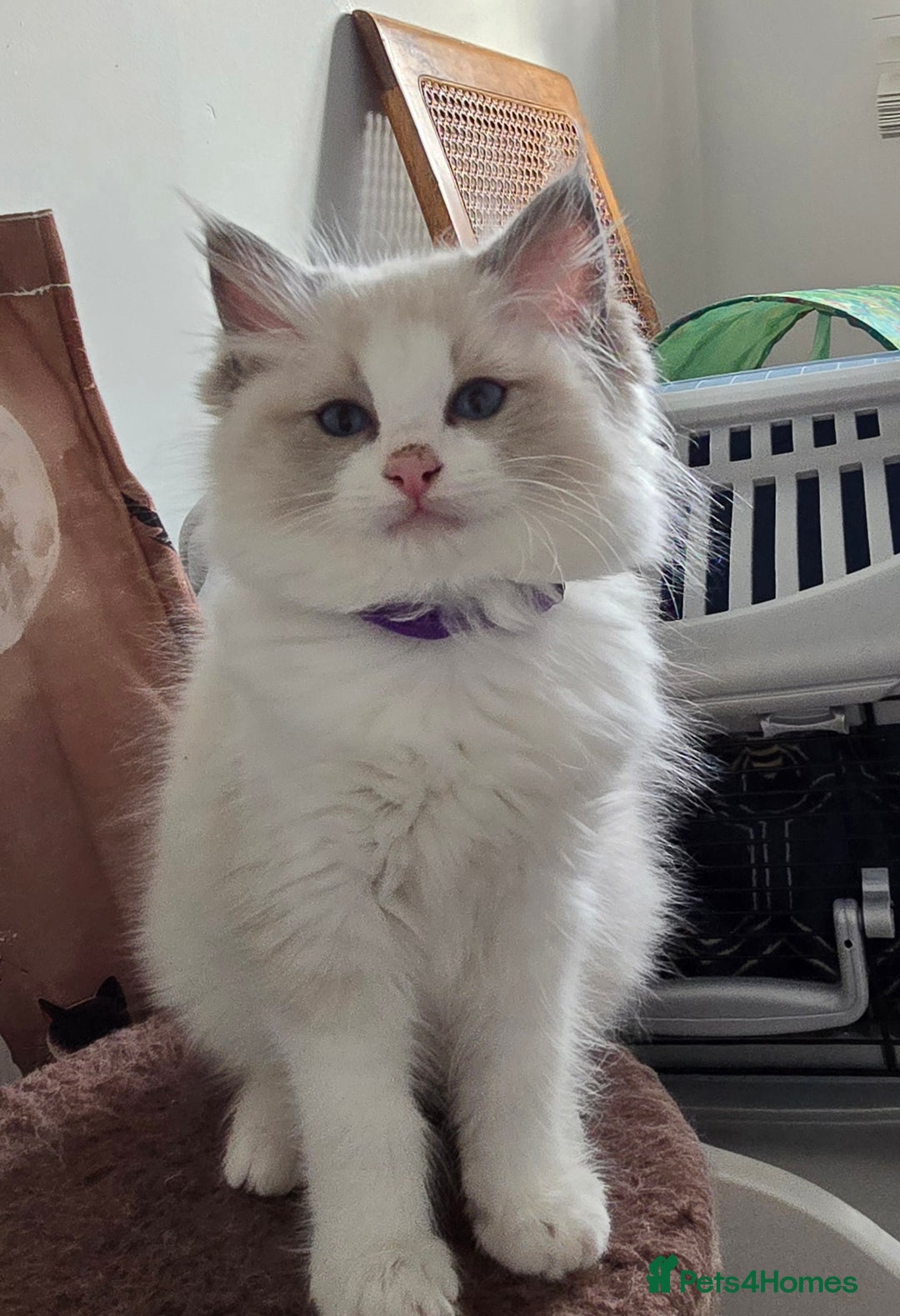 Ragdoll cats for sale: Stunning Ragdoll kittens .TICA registered  - Advert 14
