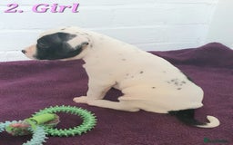 Mixed Breed dogs for sale: English/American Staffy Pups - Image 4