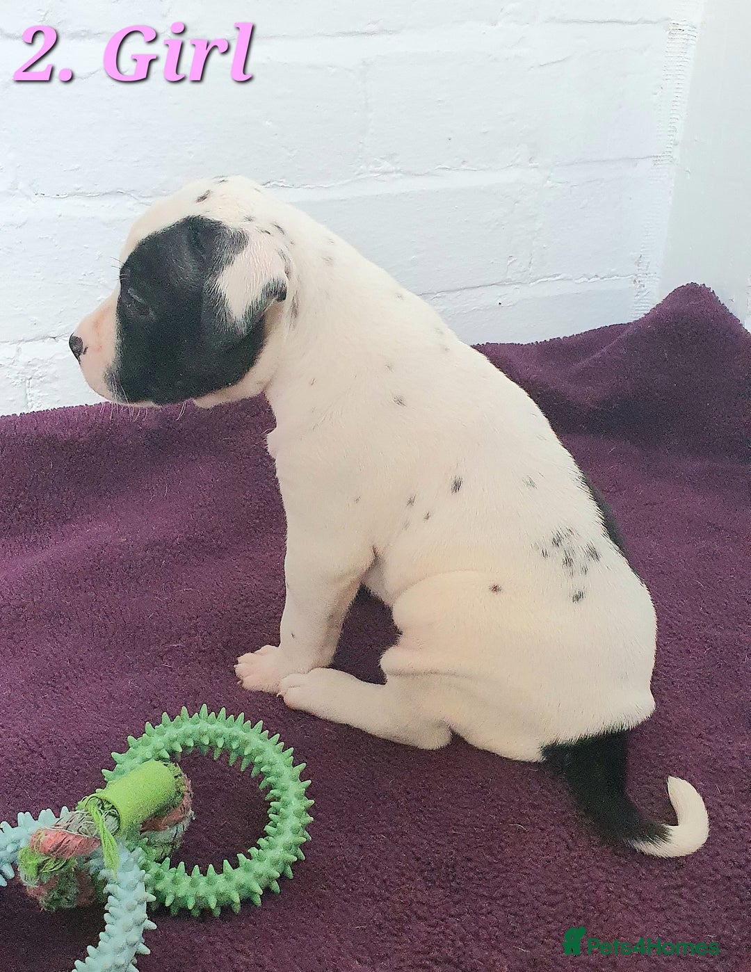 Mixed Breed dogs for sale: English/American Staffy Pups - Image 4