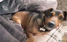 Mixed Breed dogs for adoption: 💙🐶 STAS 🐶💙 - Image 21