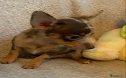 Mixed Breed dogs for sale: Chihuahua x  - Image 4