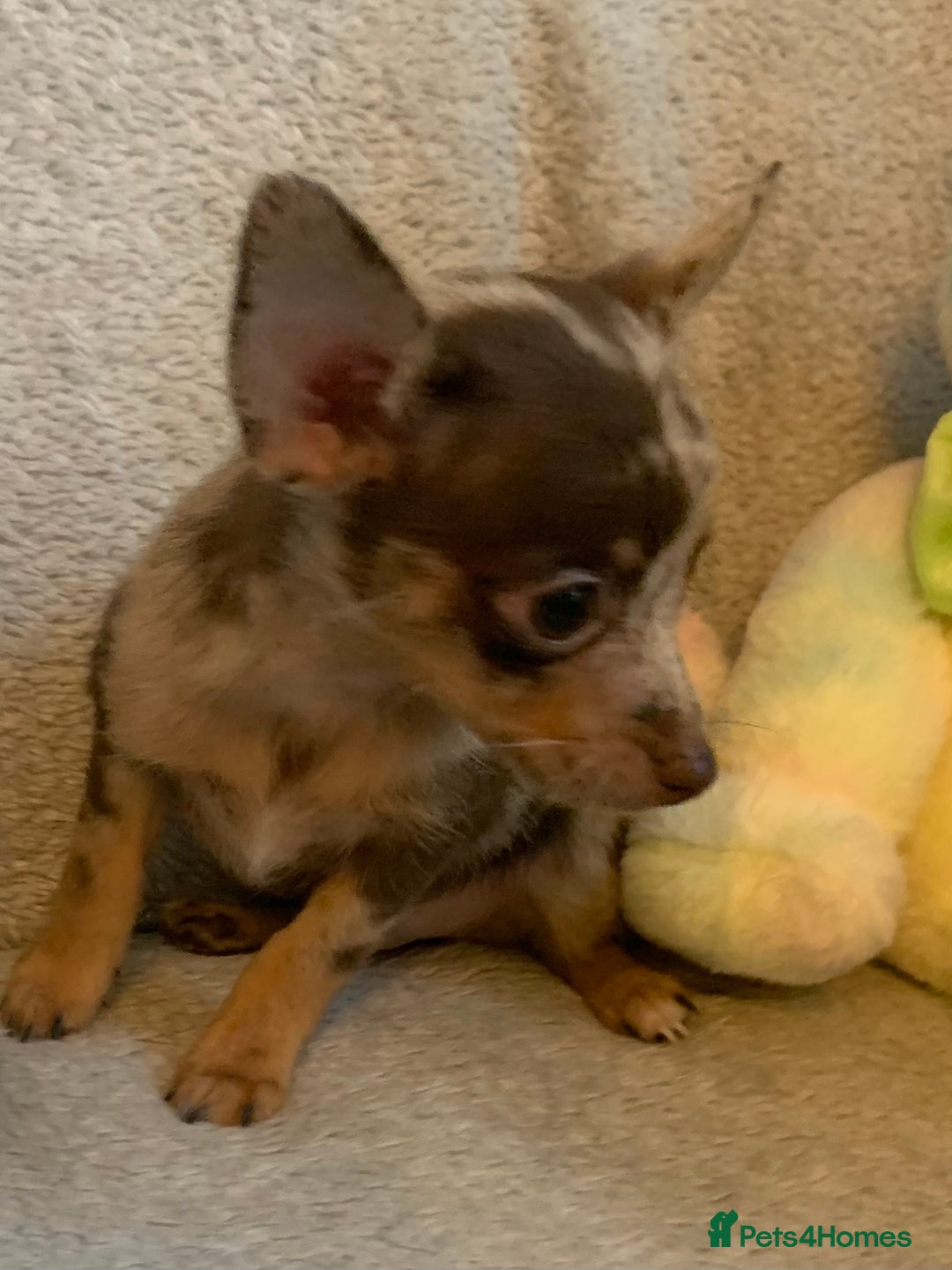Mixed Breed dogs for sale: Chihuahua x  - Image 4