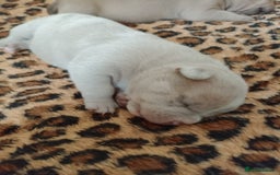 American Bully dogs for sale: Pocket bully  - Image 2