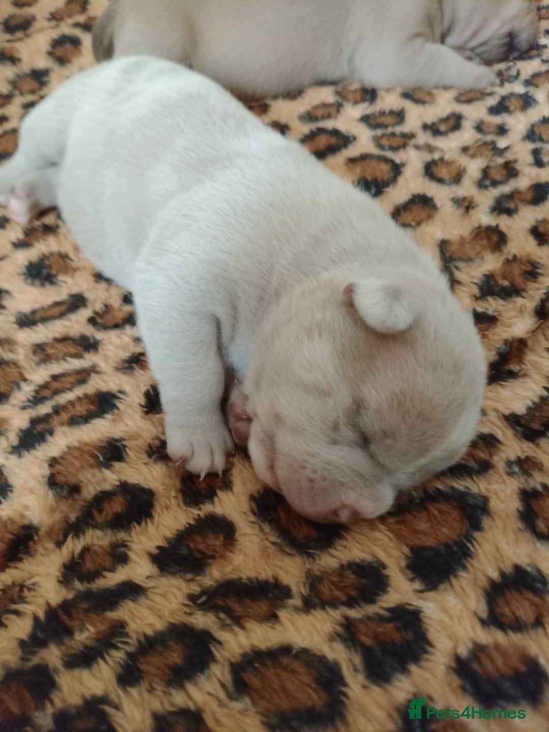 American Bully dogs for sale: Pocket bully  - Image 2