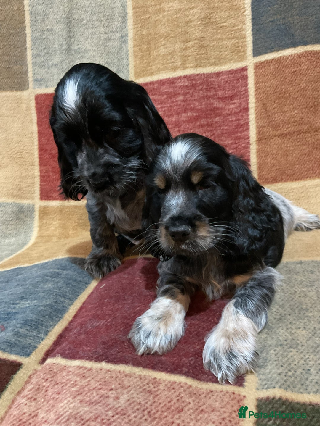 Cocker Spaniel dogs for sale: Chunky cocker pups  - Advert 8
