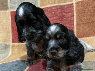 Cocker Spaniel dogs Chunky cocker pups - Advert 12
