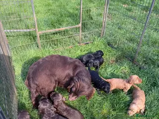 Cocker Spaniel dogs Beautiful - Advert 13