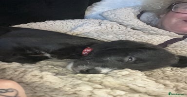 Mixed Breed dogs F1 whippet x bedlington  - Advert 12