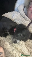 Mixed Breed dogs F1 whippet x bedlington - Advert 9