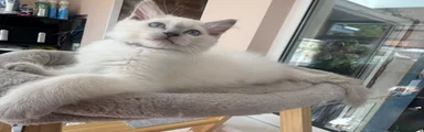 lilac Point Ragdoll Kitten 1