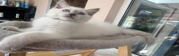 Ragdoll cats for sale: 💜🧡💙GCCF REG RAGDOLL babies see full description - Advert 12
