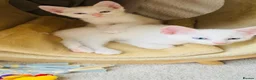 Turkish Angora cats for sale: White Kittens  in Chesham - Advert 8