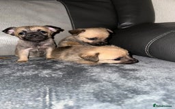 Border Terrier dogs for sale: 5 beautiful border terrier pups for sale ♥️ - Image 3