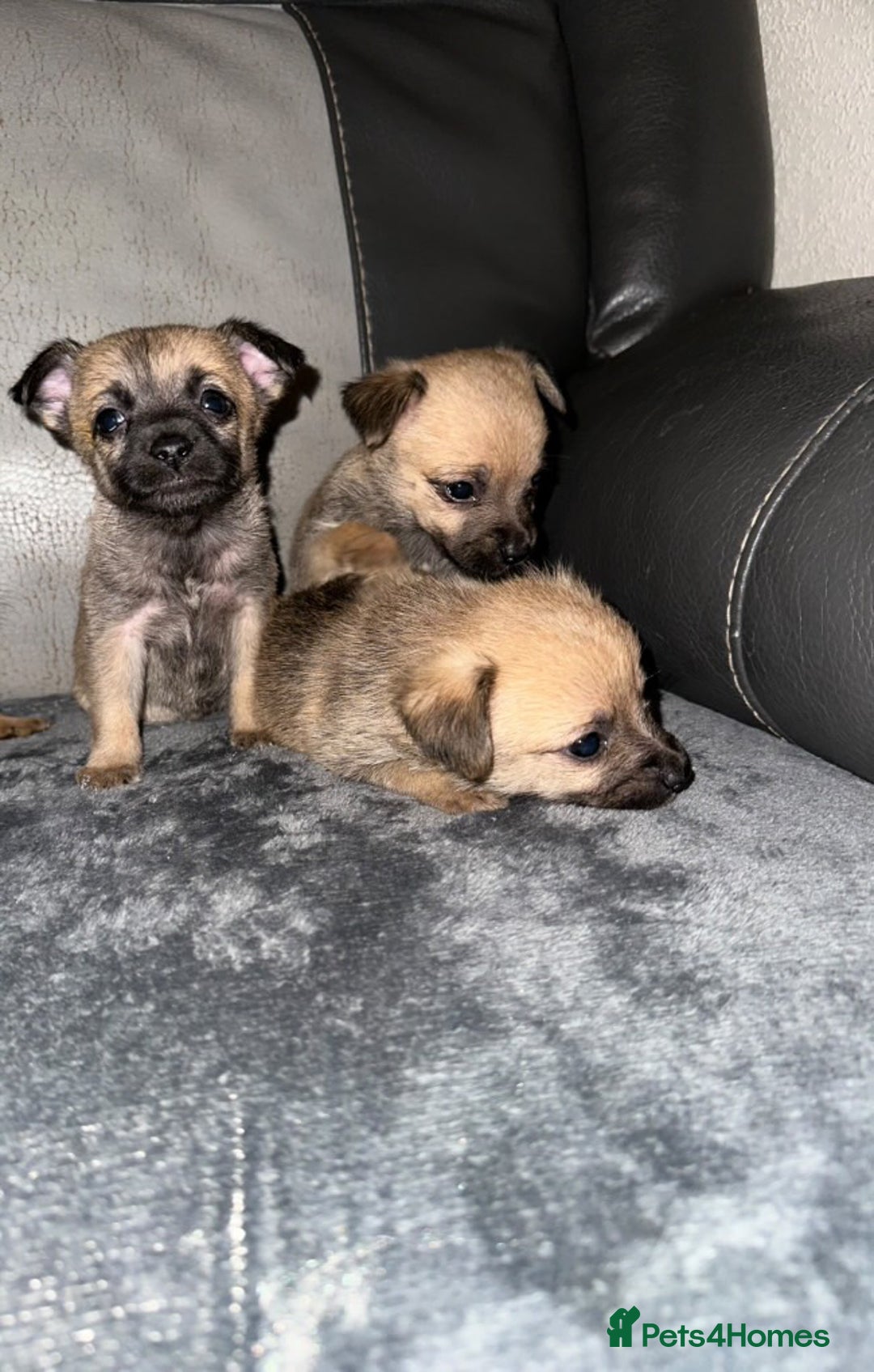 Border Terrier dogs for sale: 5 beautiful border terrier pups for sale ♥️ - Image 3