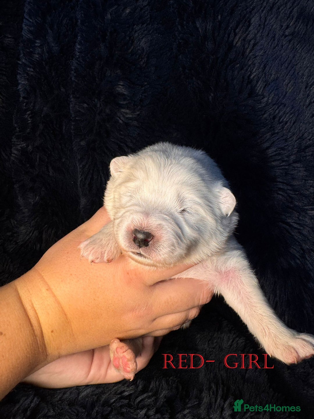 Samoyed dogs for sale: 🌟 Exceptional KC bear-faced Samoyed pups 🌟 - Advert 14