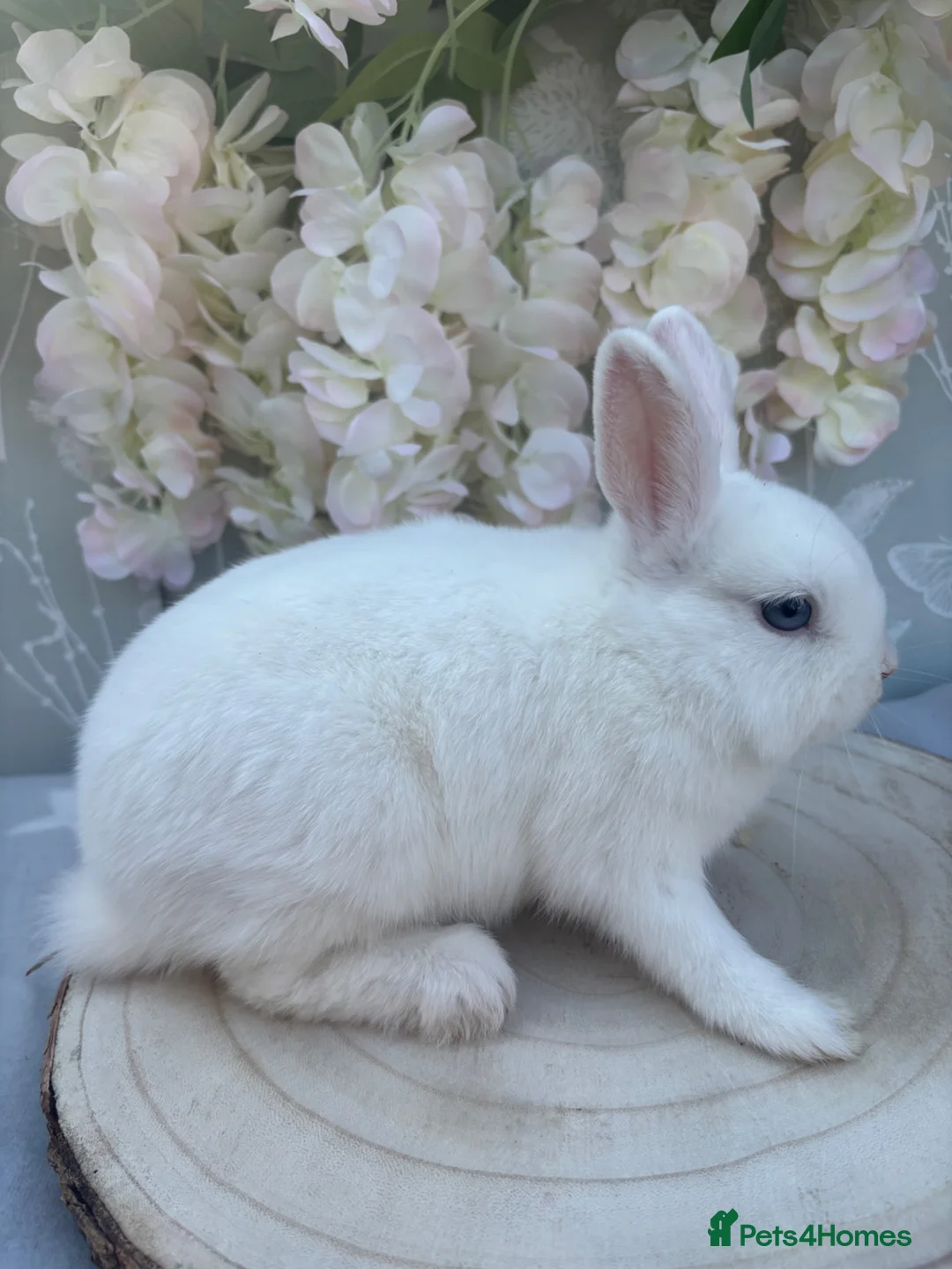 Netherland Dwarf rabbits for sale: Netherland dwarfs 👀🏡 5⭐️ only  - Advert 2
