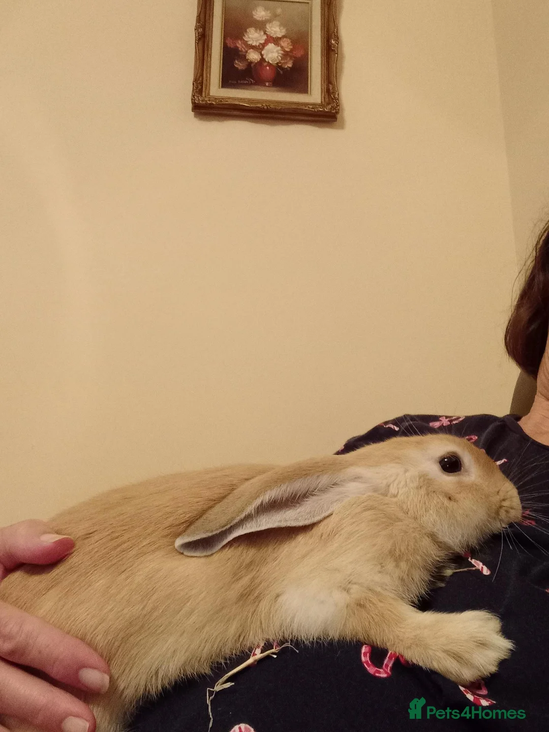 Mixed Breed rabbits for sale: Rabbit for sale in Northampton - Advert 3