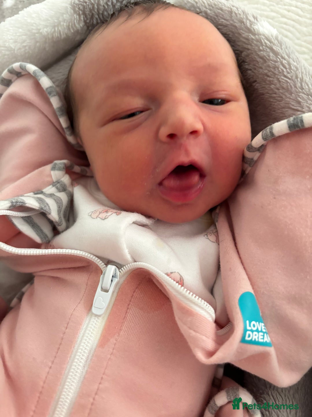 Miniature Dachshund dogs for sale: Chocolate and tan miniature dachshund  - Image 8