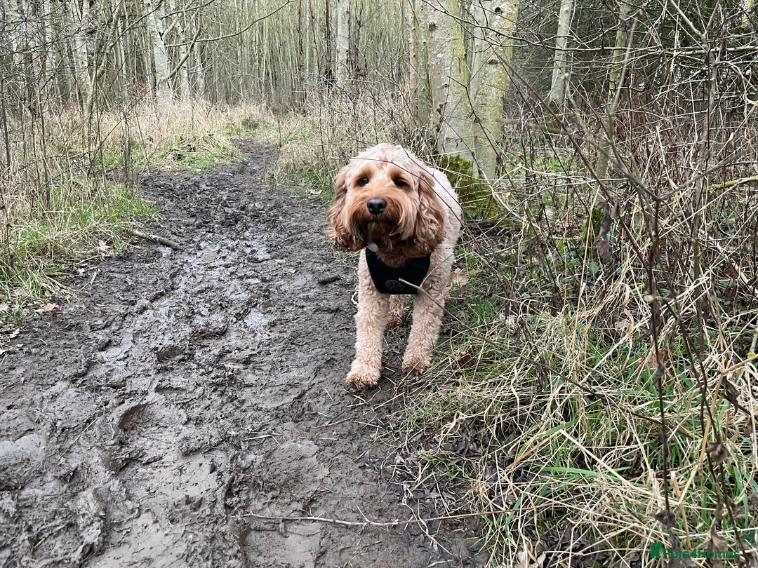 Cockapoo dogs for stud: STUD F1 Cockerpoo (5 Star 10/10} - Advert 15